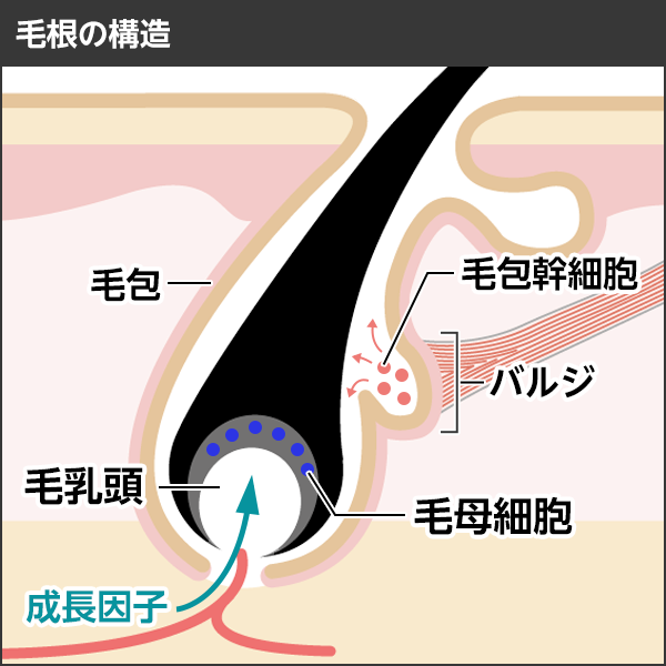 毛根の構造の図説　毛髪は、毛根にある毛母細胞が細胞分裂を繰り返すことで成長していきます。毛乳頭は毛根の中心で血管と毛母細胞を繋ぎ、栄養や髪を成長させるシグナルを送る役割を担っています。
