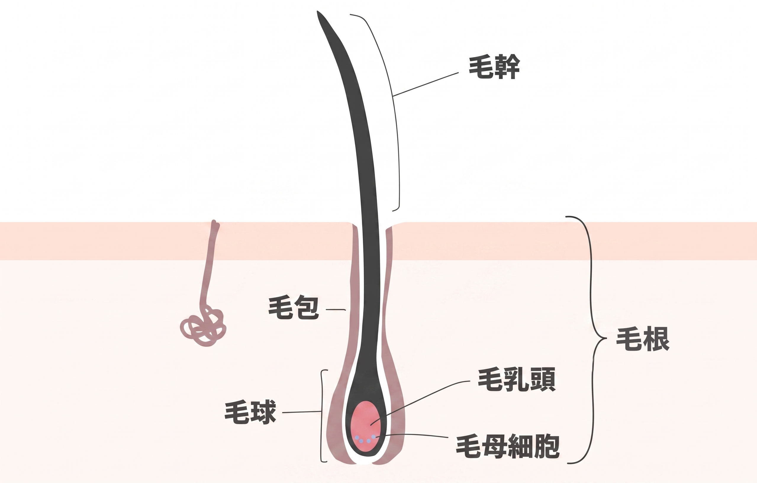 毛髪の基本構造