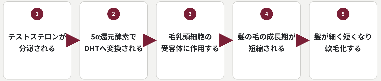 テストステロンが5α還元酵素の働きでDHT(ジヒドロテストステロン)に変わり、毛乳頭細胞に作用しAGAを引き起こす図説